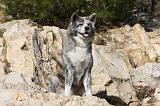 AKITA INU 236
